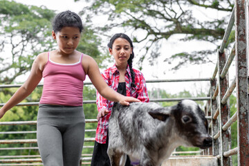 two Latin peasant girls behind the calf trying to touch it while it runs away from them