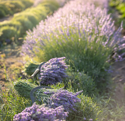 The harvest season for lavender. Cut bouquets in the field.