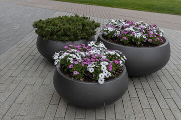 An urban garden scene showcases three black pots with a mix of purple and white flowers on a...