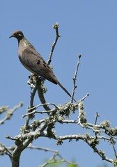 Dove in South Texas 