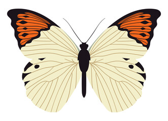 Great orange tip butterfly. Colorful and bright insect with wings and antenna. Hebomoia glaucippe topside. 