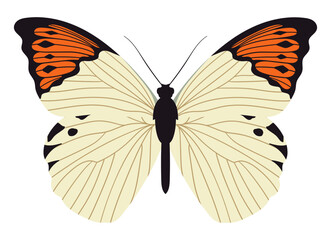 Great orange tip butterfly. Colorful and bright insect with wings and antenna. Hebomoia glaucippe topside. 