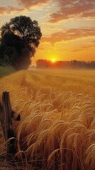 Golden Sunrise Over a Lush Wheat Field with a Picturesque Tree Lining the Horizon