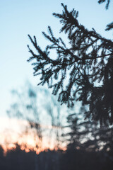 plant