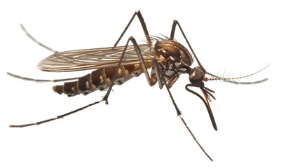 Macro photography of a mosquito on white background