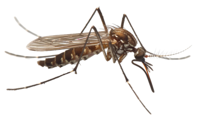 Macro photography of a mosquito on white background