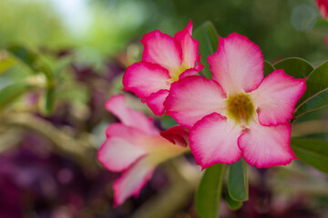 Close up of Adenium flower, pink impala lily, adenium tropical, Tropical flower Pink Adenium and desert rose plant also known as kamboja jepang