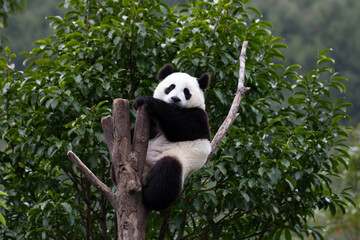 Close up Giant Panda , Shenshuping, Wolong Panda Base , China © foreverhappy
