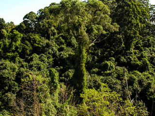 trees on the Atlantic Rainforest biome in Sao Paulo state, Brazil