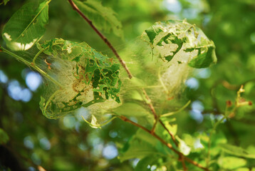 Yponomeuta evonymella caterpillars in a white web on a bird cherry tree. The bird cherry ermine is a species of moth.