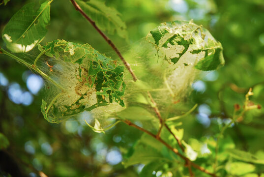 Yponomeuta evonymella caterpillars in a white web on a bird cherry tree. The bird cherry ermine is a species of moth.