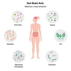 Gut brain axis, nervous system in human body small and large intestine