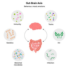 Gut brain axis, nervous system in human body small and large intestine