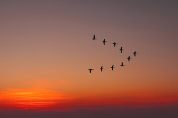 Migratory birds flying in the shape of v on the cloudy sunset sky. Sky and clouds with effect of pastel colored.