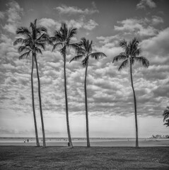 Coconut Palm Trees on a Deserted Beach in Hawaii.