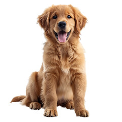 golden retriever puppy