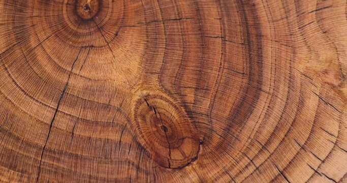 a beautiful cut of a walnut tree processed for decoration and use, a cut of a walnut tree with annual rings