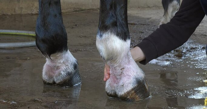 Applying antibacterial ointment on horse legs with mud fever in the pastern, caused by an infection of the skin by the bacteria Dermatophilus congolensis, which often occurs in muddy and wet paddocks.