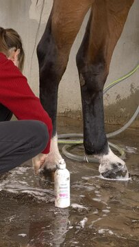 Close-up view of a young woman applying antibacterial soap on her horse's leg. Mud fever in horses treatment concept.