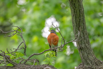 Portrait of an American robin perched in a tree in spring.