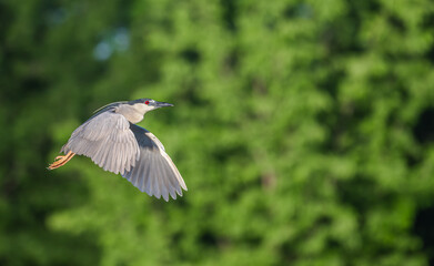 Closeup of a black-crowned night heron.
