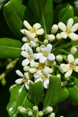 Pittosporum tobira ( Japanese cheesewood ) flowers. Pittosporaceae evergreen shrub. Dioecious...