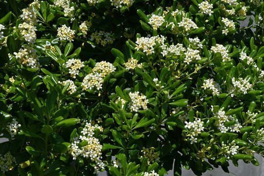 Pittosporum tobira ( Japanese cheesewood ) flowers. Pittosporaceae evergreen shrub. Dioecious seaside plant. It produces fragrant white flowers in early summer.