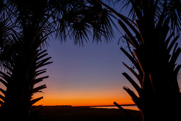 Palmetto trees at dusk