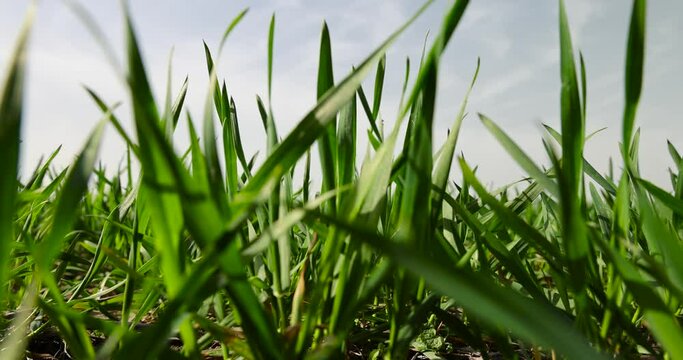 young green wheat grass close-up, wheat growing field in spring