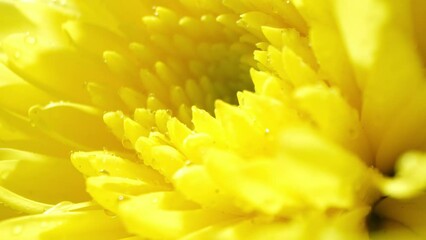 Behold the intricate marvel of a macro shot capturing a yellow chrysanthemum. Each petal, adorned with glistening dewdrops, forms a mesmerizing tapestry of vibrant hues and delicate patterns.
 - Powered by Adobe