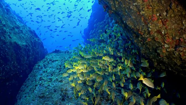 An underwater landscape teeming with life, showcasing a dense school of yellow snapper near the seabed surrounded by rocky formations. Cocos Island, Costa Rica.