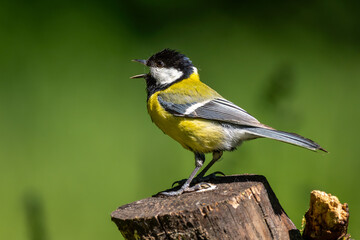 Kohlmeise mit offenen Schnabel