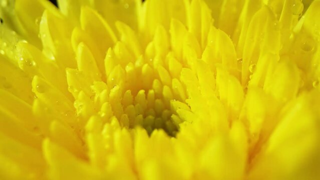 Macro lens reveals the luminous yellow chrysanthemum adorned with dewdrops, accentuating its intricate textures and densely packed petals. A close-up spectacle of nature's elegance.
