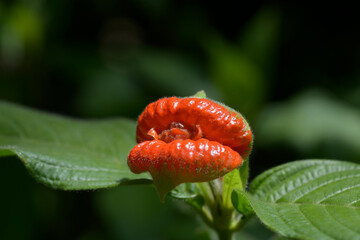 Obraz premium サイコトリア・ペピギアナ