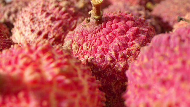 Dive into a vibrant world of tropical allure with a close-up of luscious lychee fruits. Their scarlet skin, adorned with prickly spikes, beckons with promises of sweet indulgence.
