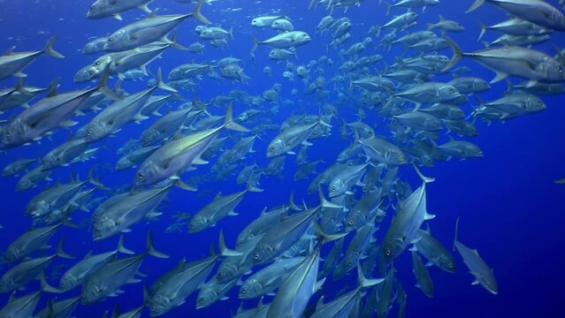 A shark patrols a coral reef at night, a scene capturing the critical role of apex predators in marine ecosystems. Cocos Island, Costa Rica.