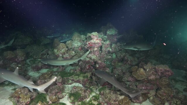 A group of whitetip reef sharks gather above a vibrant coral reef, their sleek forms creating a dynamic underwater ballet. Cocos Island, Costa Rica.