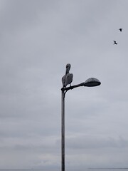 birds on a roof