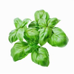 Fresh basil leaves isolated on white background