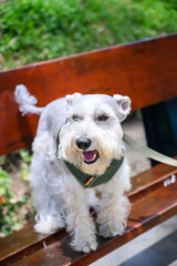Joyful white schnauzer sitting on a bench outdoors, looking at the camera with a green leash