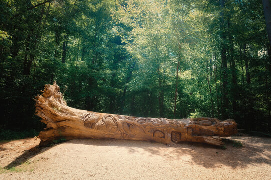 A view of a fallen tree trunk carved with a chainsaw at the William Umstead State Park in Raleigh, North Carolina, USA.