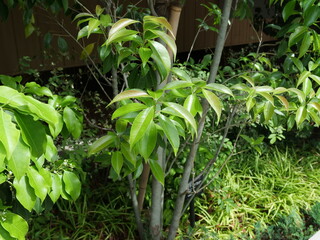 ナナミノキの葉っぱをクローズアップ