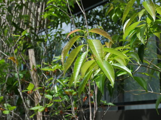 ナナミノキの葉っぱをクローズアップ