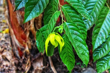 Ylang Ylang Flower
