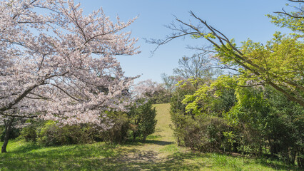 Obraz premium 日本の風景・千葉県｜桜の咲く大覚寺山古墳・生浜公園