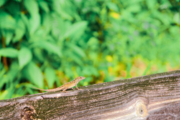 Close-up of a tiny wild lizard over a wooden fence with natural blurred green background