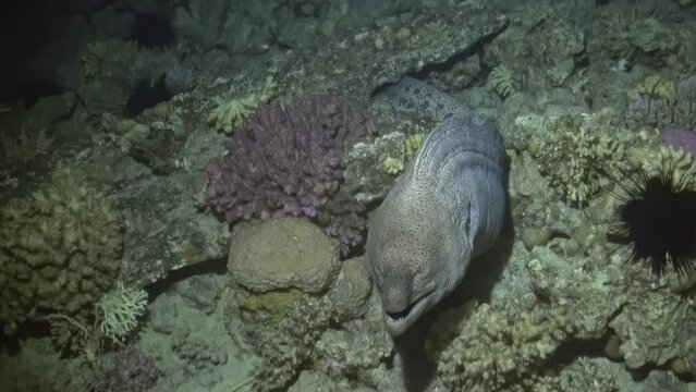 A giant moray eel explores the shadows of coral reefs, its skin blending seamlessly with the rough textures.