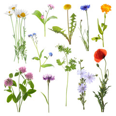 Many different meadow flowers isolated on white, set