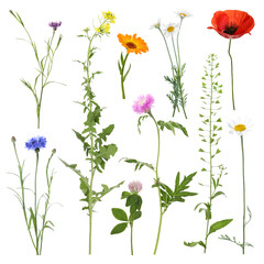 Many different meadow flowers isolated on white, set