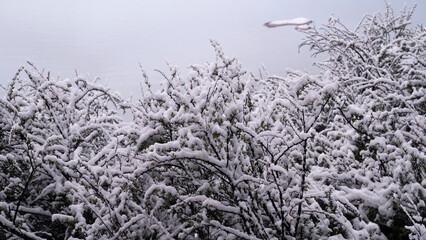 Winter scenic. View of the plants besides the lake covered with snow